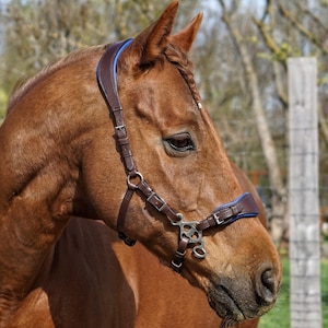May include: A chestnut horse wearing a dark brown leather bridle with blue piping along the crown piece and noseband. The bridle features silver-toned metal buckles, rings, and a metal bit positioned in the horse's mouth, with adjustable straps.
