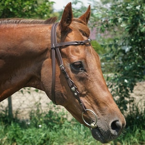 May include: A brown horse wearing a dark brown leather bridle with silver-toned metal hardware, including a browband, cheek pieces, and a circular bit. The bridle features decorative heart-shaped accents on the cheek straps and a smooth finish.