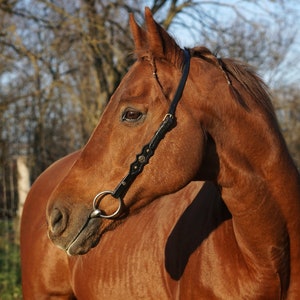 Baroque bridle