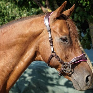 Puede incluir: Primer plano de un caballo marrón con un cabestro marrón oscuro con detalles rosas. El cabestro tiene una embocadura plateada y correas de cuero. El fondo es borroso, con tonos verdes y marrones.