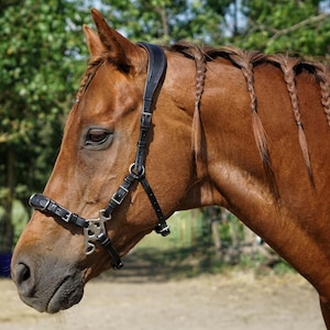 Cavemore Bridle - with or without shanks