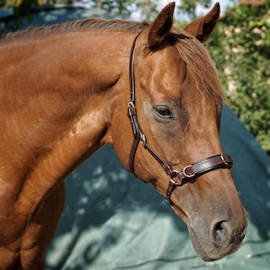 May include: A close-up of a chestnut horse wearing a dark brown leather halter with brass-colored hardware. The horse's coat is smooth and shiny. The background is blurred with green foliage.