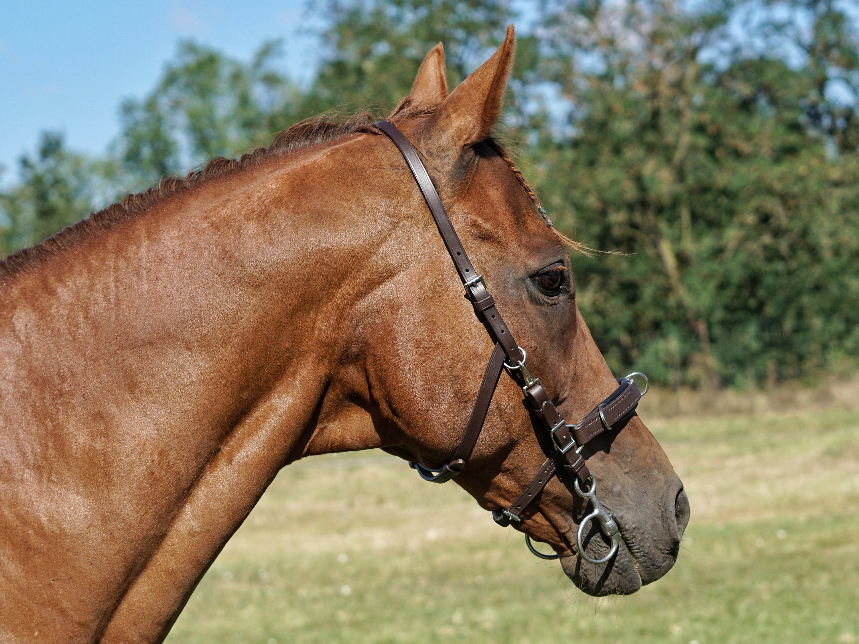 Cottage Craft Licol poney Dety Rouge Cob