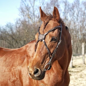 Fantasy bridle with X browband