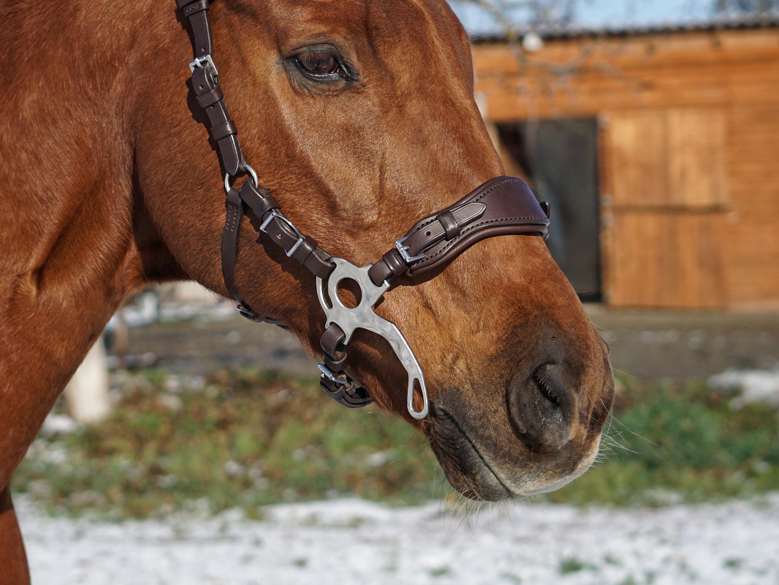 Hackamore En Acier Inoxydable Sans Mors Pour Cheval Ou Poney, Style Vintage, Neuf