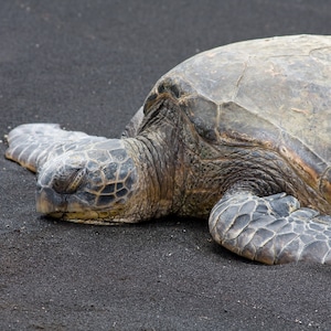 Hawaiian Green Sea Turtle, Honu, Digital Photography Print