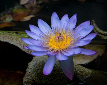 Blue Lotus Digital Art Print, Photography