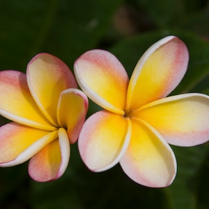 Frangipani Plumeria Digital Art Print, Photography