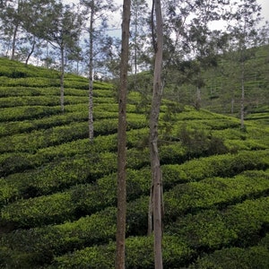 Kerala Tea Plantation, India Digital Art Print, Photography