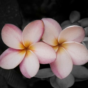 Pink Plumeria Digital Art Print, Photography