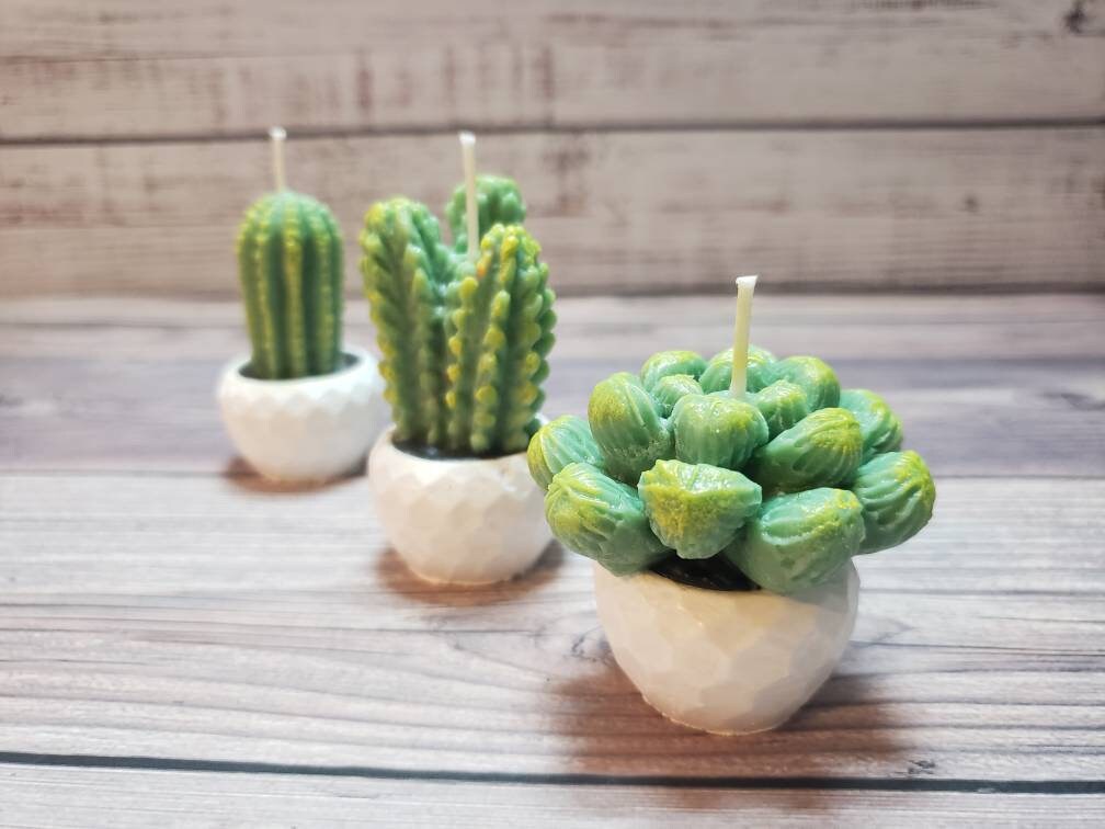 Cactus in White pot/ Set of 3 - Christmas / Black Friday ...