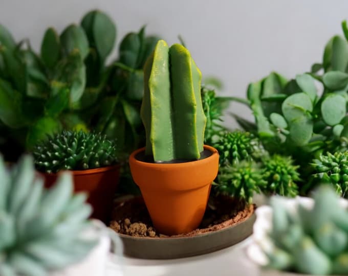 Tall Cactus Candle Set of 2
