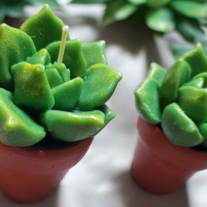 Succulent Candle Set of 2