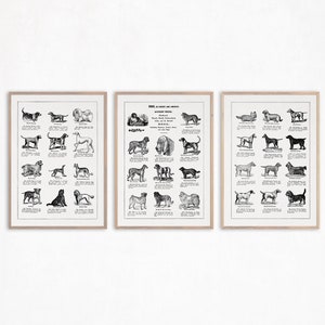 Ensemble d'impressions de chiens vintage, art mural pour animaux de compagnie, cadeau pour amoureux des chiens, décoration de salon de toilettage pour chiens, affiches de chien