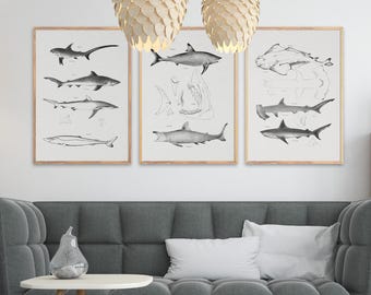 Vintage Shark Print Set: 3 Nautical Sea Life Art, Biology Poster, Beach House Decor