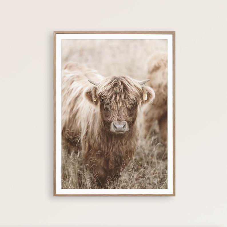 May include: A framed print featuring a Highland cow in a field. The cow has long, shaggy brown fur, small horns, and a tag in its ear. The background is a soft, blurred image of tall grass and another cow. The frame is a light brown color.