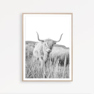 May include: Black and white photograph of a Highland cow standing in a field of long grass. The cow is looking directly at the camera with its horns pointing upwards.