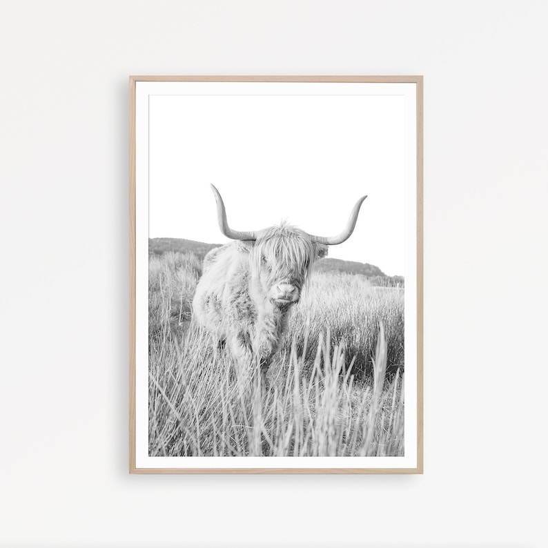 May include: Black and white photograph of a Highland cow standing in a field of long grass. The cow is looking directly at the camera with its horns pointing upwards.