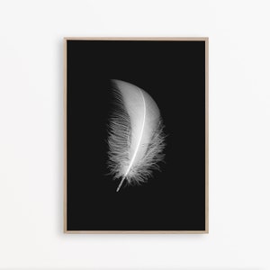 May include: A single white feather against a black background. The feather is positioned vertically and slightly angled to the right. The feather is soft and fluffy, with a delicate texture.