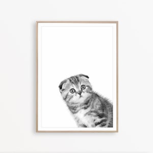Scottish Fold Cat Art Black and White Cat Print Cat Poster Cat Wall Art Cat Decor Cat Printable Kitten Print Cute Animal Print Cat Photo