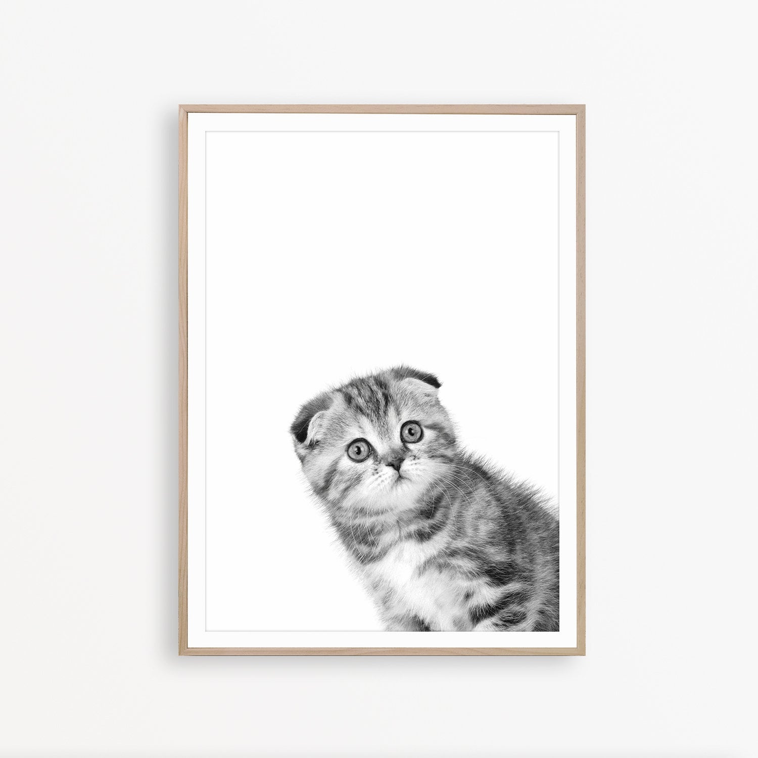 Scottish Fold Munchkin Cat | TikTok, image size:1500x1500