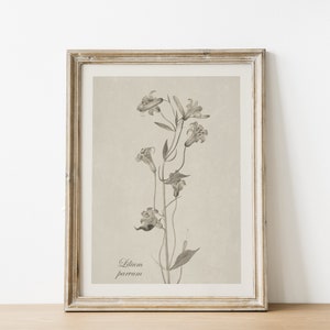 May include: A framed botanical print of a black and white illustration of a lily flower with the text "Lilium parvum" at the bottom.