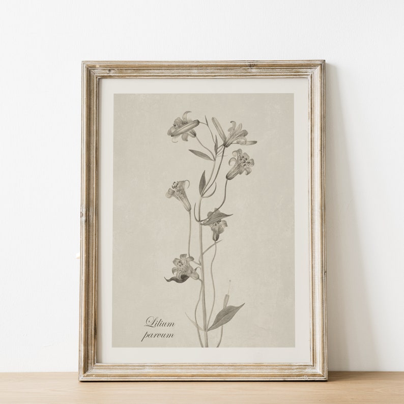 May include: A framed botanical print of a black and white illustration of a lily flower with the text "Lilium parvum" at the bottom.