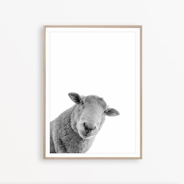 Sheep Poster Etsy