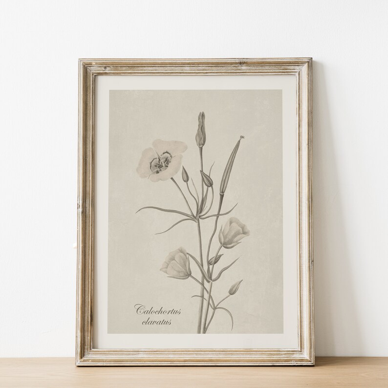 May include: A framed botanical illustration of a Calochortus clavatus flower in shades of gray and beige. The flower has three petals and is surrounded by leaves and buds.