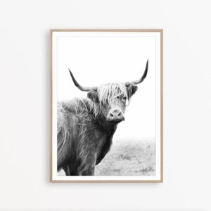 Pu&ograve; includere: Fotografia in bianco e nero di una mucca Highland con pelo lungo e irsuto e grandi corna. La mucca &egrave; in piedi in un campo e guarda direttamente la fotocamera.