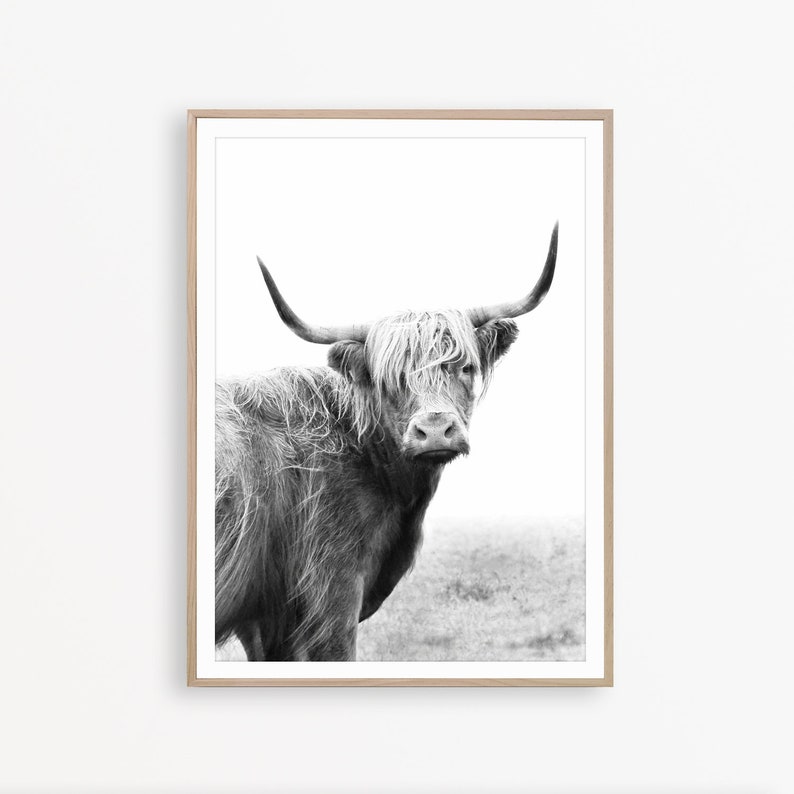 Pu&ograve; includere: Fotografia in bianco e nero di una mucca Highland con pelo lungo e irsuto e grandi corna. La mucca &egrave; in piedi in un campo e guarda direttamente la fotocamera.