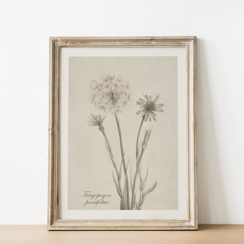 May include: A framed black and white botanical illustration of a Tragopogon porrifolius flower. The illustration is on a beige background and the frame is a light wood color.