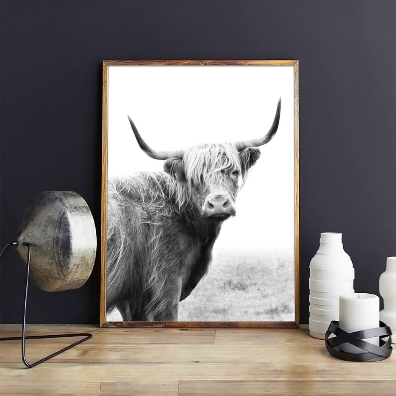 Pu&ograve; includere: Fotografia in bianco e nero di una mucca Highland con pelo lungo e irsuto. La mucca guarda direttamente la fotocamera con un'espressione gentile.