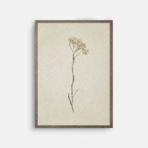 May include: A framed print of a dried flower with white petals and green stems on a beige background.