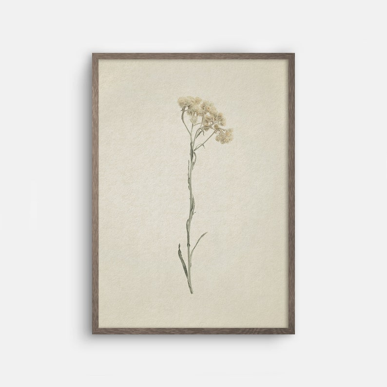 May include: A framed print of a dried flower with white petals and green stems on a beige background.