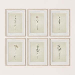 May include: Six framed botanical prints with a white background and light brown frames. Each print features a different type of dried flower or plant, including a pink flower, a green leafy branch, and a white flower.