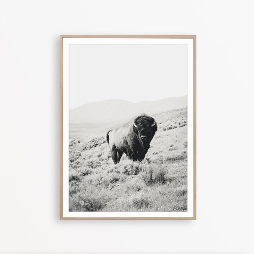 Black and White Buffalo Print Bison Wall Art DIGITAL Etsy