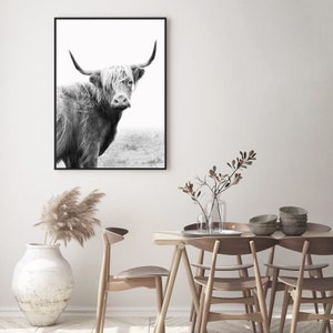 Pu&ograve; includere: Fotografia in bianco e nero di una mucca Highland con pelo lungo e irsuto e corna. La mucca guarda direttamente la fotocamera.