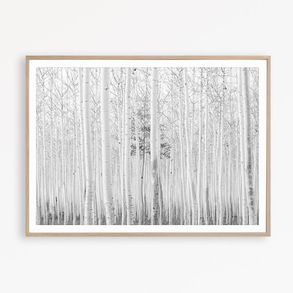 Scandinavian Wall Art Black and White Print Birch Tree Art Birch Forest Print White Birch Decor Birch Print Forest Poster Aspen Art