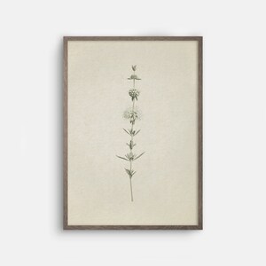 May include: A framed botanical illustration of a single white flower with green leaves on a beige background.