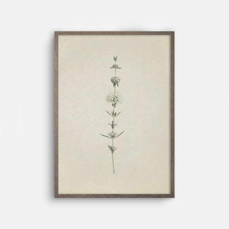May include: A framed botanical illustration of a single white flower with green leaves on a beige background.