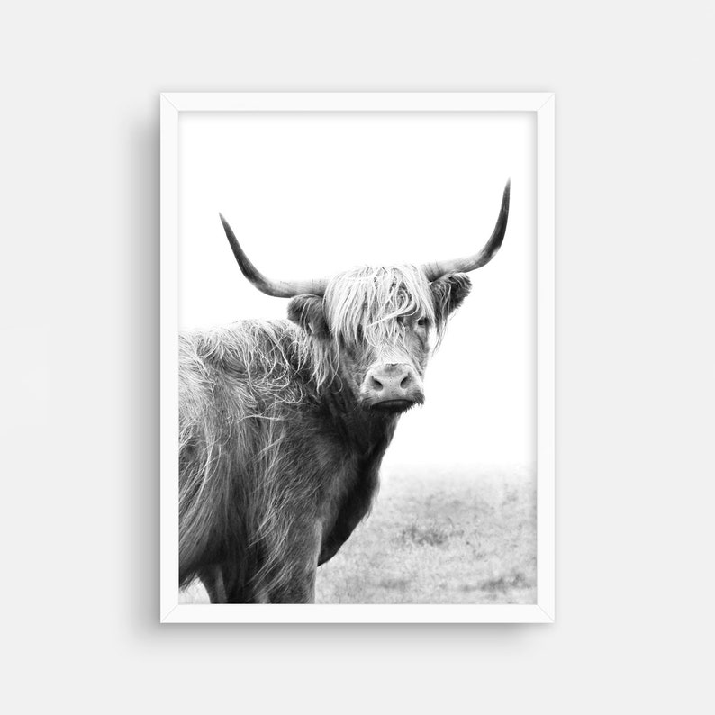Pu&ograve; includere: Fotografia in bianco e nero di una mucca Highland con pelo lungo e irsuto e corna. La mucca &egrave; in piedi in un campo e guarda direttamente la fotocamera.