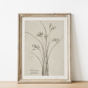 May include: A framed botanical illustration of Brodiaea pulchella, a type of wildflower with delicate, bell-shaped flowers and long, slender stems. The illustration is in shades of gray on a cream-colored background.