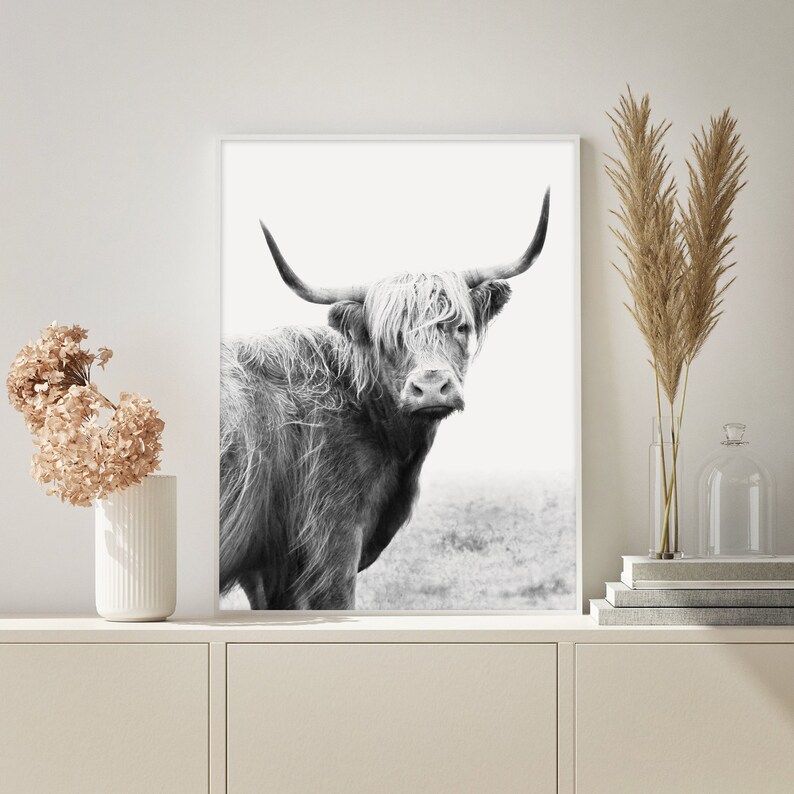 Pu&ograve; includere: Fotografia in bianco e nero di una mucca Highland con pelo lungo e irsuto e grandi corna. La mucca &egrave; in piedi in un campo e guarda direttamente la fotocamera.