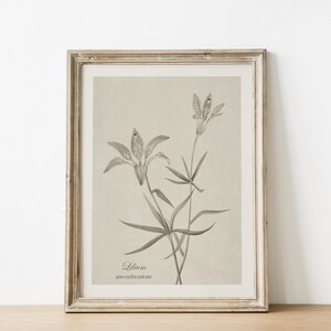 May include: A framed black and white botanical illustration of a lily flower with the text "Lilium montanum" at the bottom.
