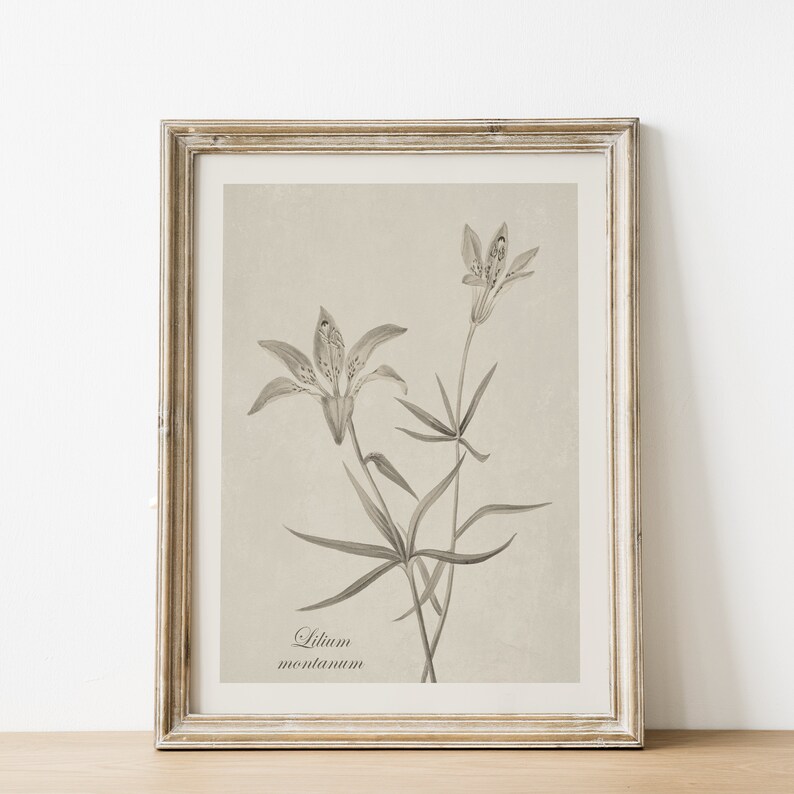 May include: A framed black and white botanical illustration of a lily flower with the text "Lilium montanum" at the bottom.