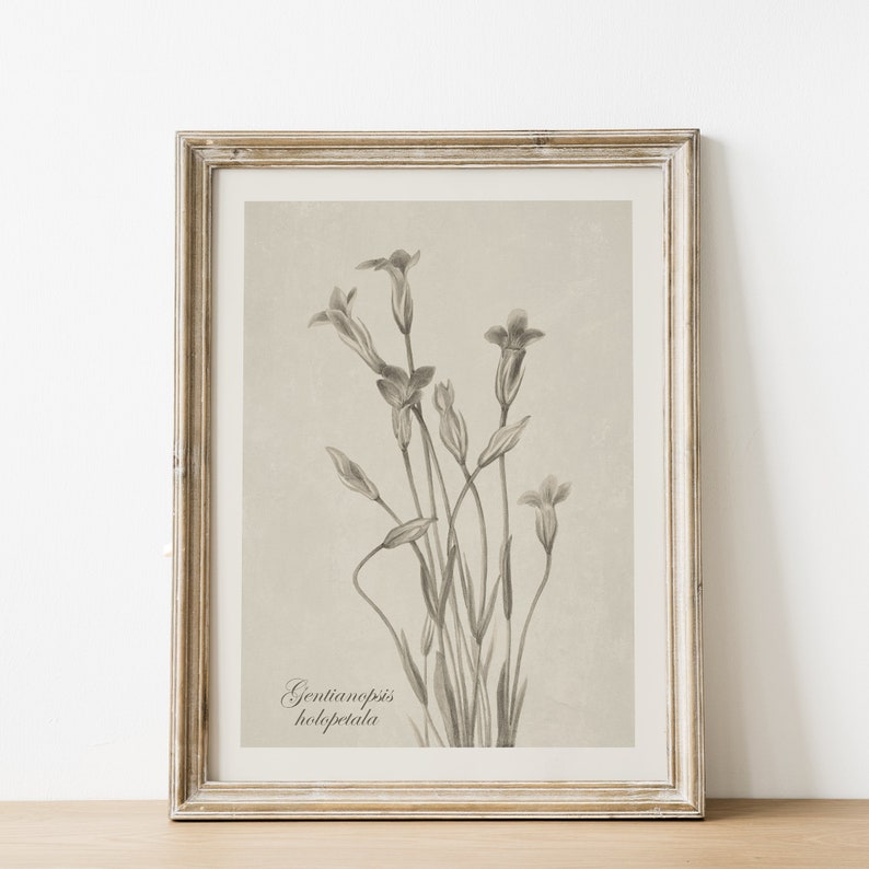 May include: A framed botanical print of a Gentianopsis holopetala flower in black and white. The print is on a light beige background with the scientific name of the flower written in cursive.