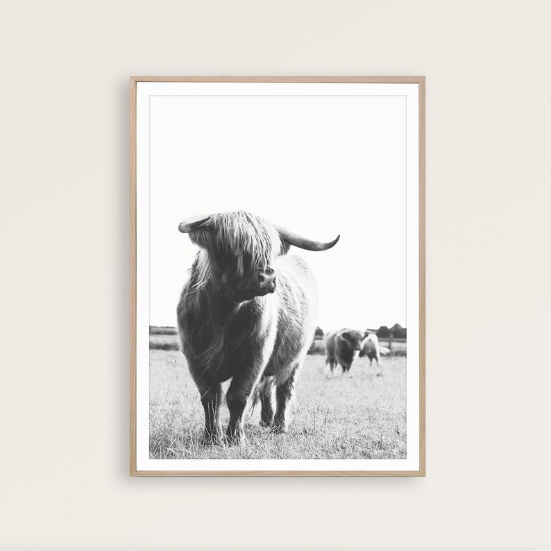 May include: Black and white photograph of a Highland cow standing in a field with other cows in the background.