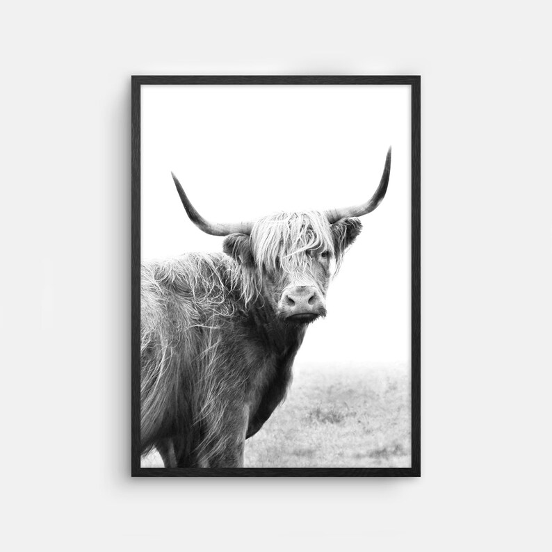 Pu&ograve; includere: Fotografia in bianco e nero di una mucca Highland con pelo lungo e irsuto e corna. La mucca &egrave; in piedi in un campo e guarda direttamente la fotocamera.