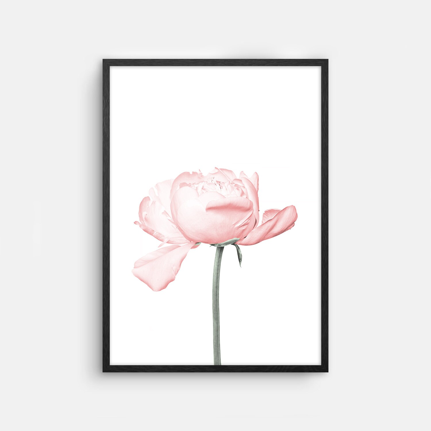 Pink Peony Print Blush Pink Wall Art Floral Printable Wall Art Etsy